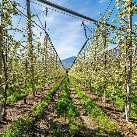 Rosa Unterschoeberlehof - Anna 메라노