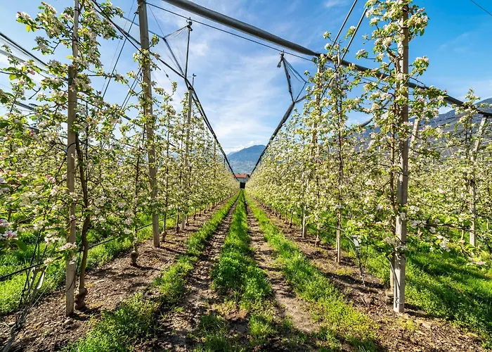 Rosa Unterschoeberlehof - Anna 梅拉诺